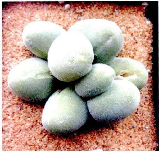 3种番杏科多肉植物