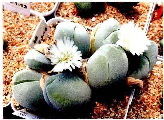 3种番杏科多肉植物