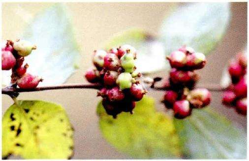 细嗅蔷薇 寻找沼泽蔷薇 见识美国农村 二