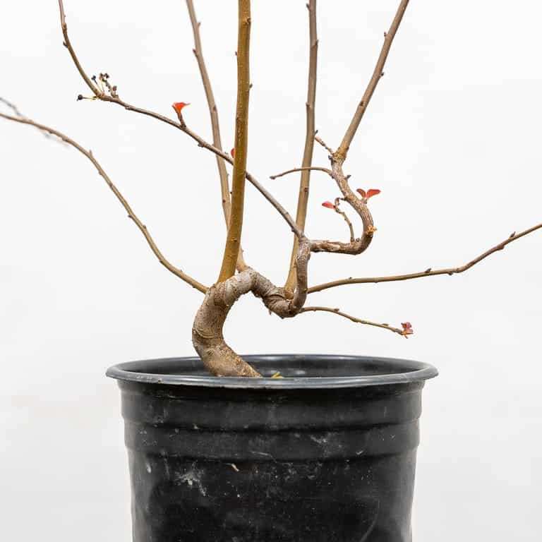 图解 海棠盆景怎么修剪 前后对比图片