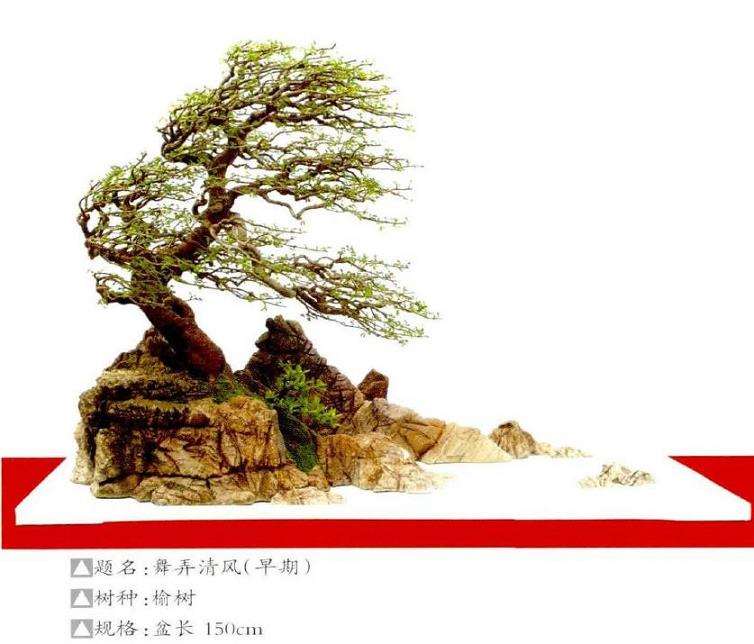 舒杰强先生动势盆景