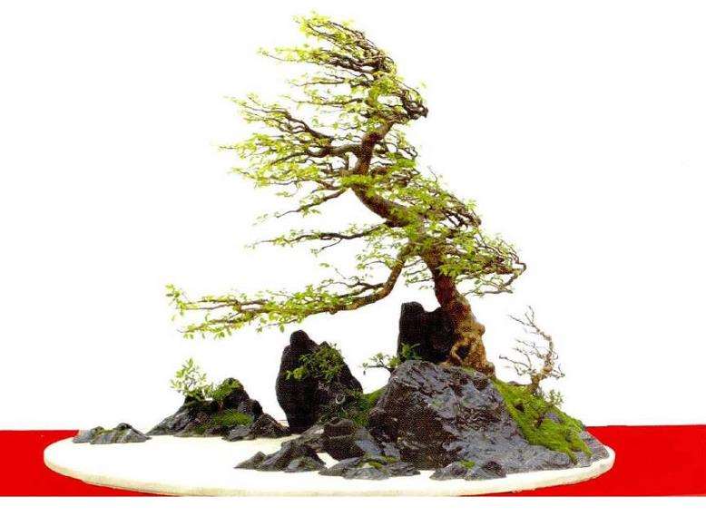 舒杰强先生动势盆景