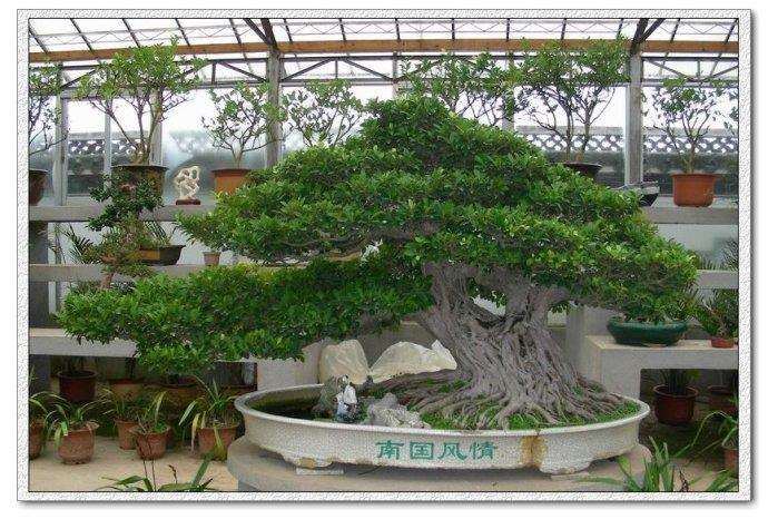 昆明盆景会员活动中心成立大会