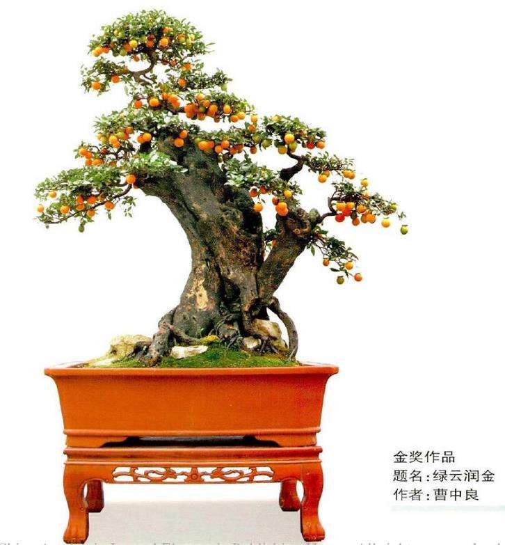 第十届全国盆景展作品选登 五 图片