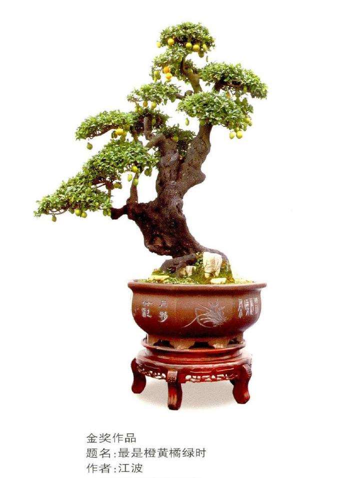 第十届全国盆景展作品选登 五 图片