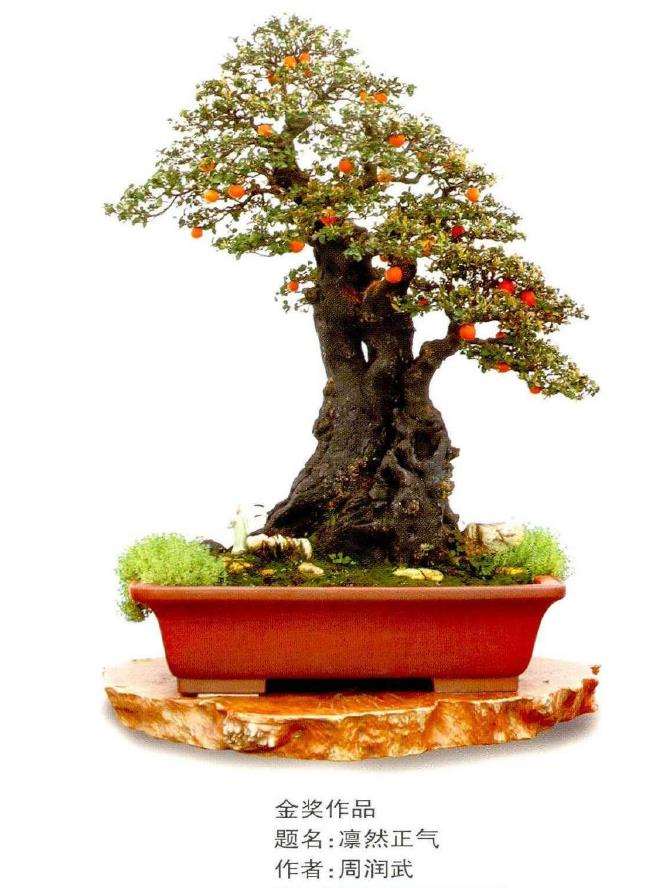 第十届全国盆景展作品选登 五 图片