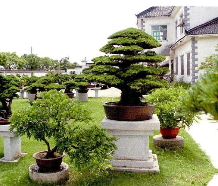 访问上海盛家盆景园