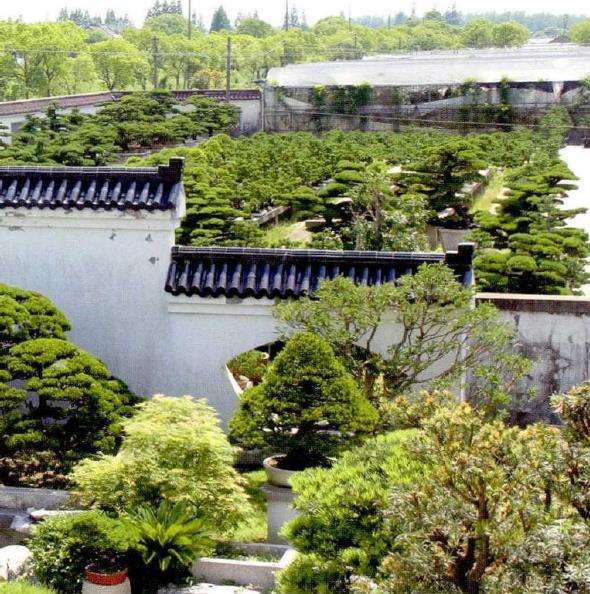 访问上海盛家盆景园 图片