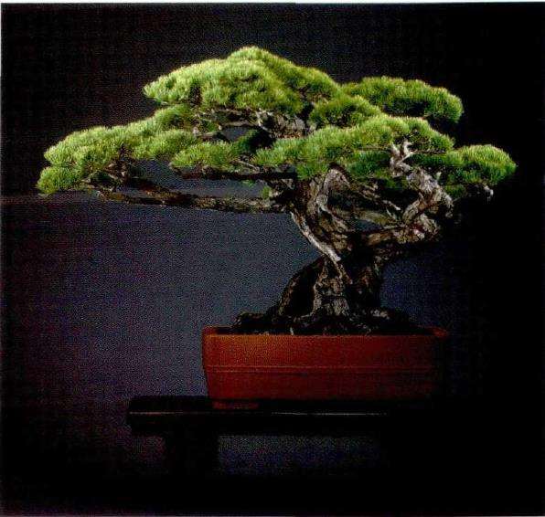 访问上海盛家盆景园