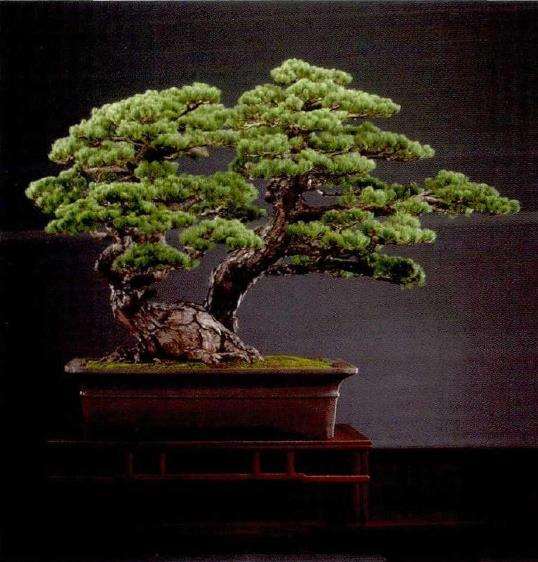 访问上海盛家盆景园