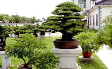 访问上海盛家盆景园 图片