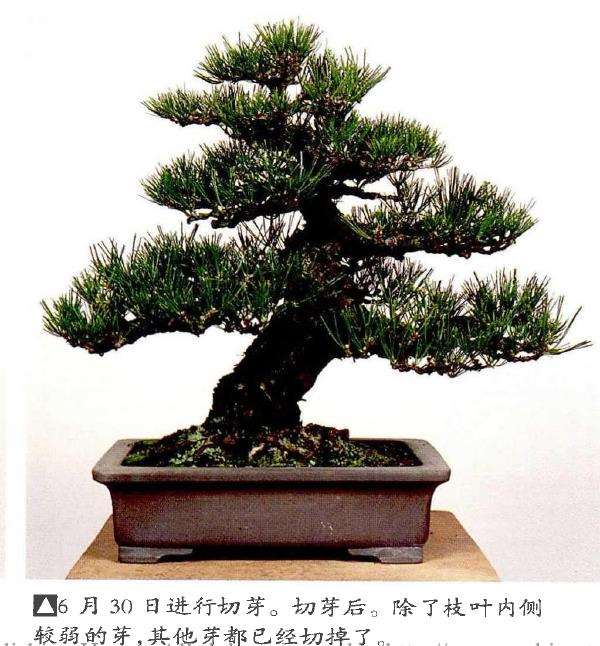 半完成造型黑松盆景怎么切芽