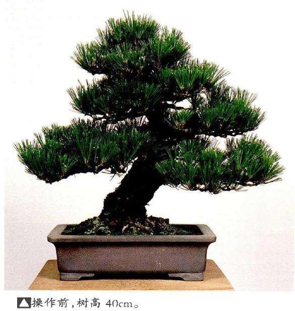 半完成造型黑松盆景怎么切芽