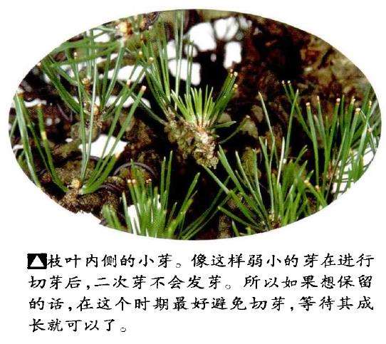 半完成造型黑松盆景怎么切芽