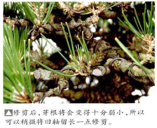 图解 半完成造型黑松盆景怎么切芽