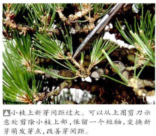 图解 半完成造型黑松盆景怎么切芽