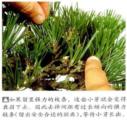 图解 半完成造型黑松盆景怎么切芽