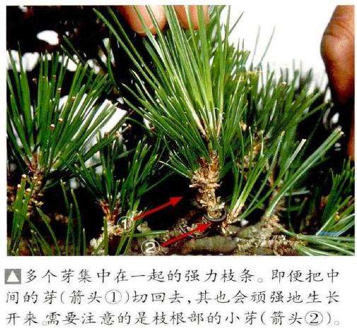 图解 半完成造型黑松盆景怎么切芽