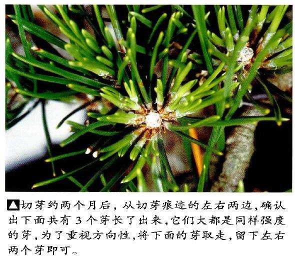 图解 半完成造型黑松盆景怎么切芽