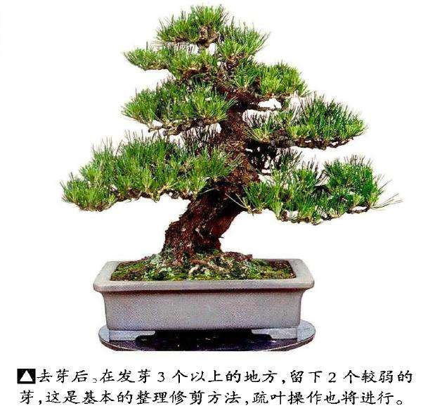 图解 半完成造型黑松盆景怎么切芽
