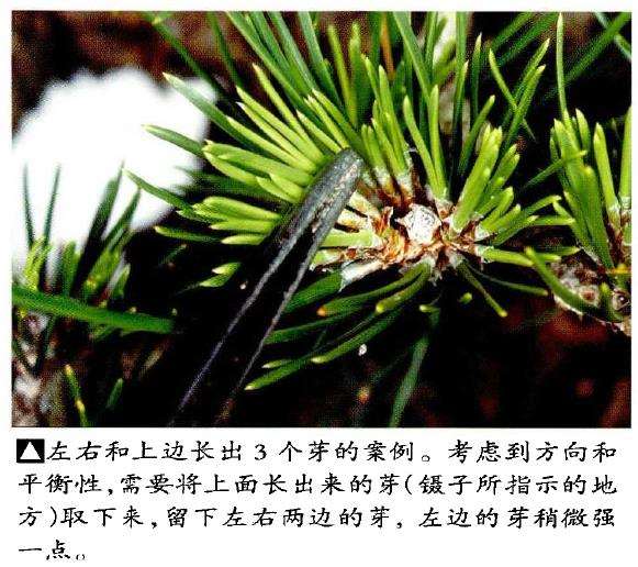 图解 半完成造型黑松盆景怎么切芽