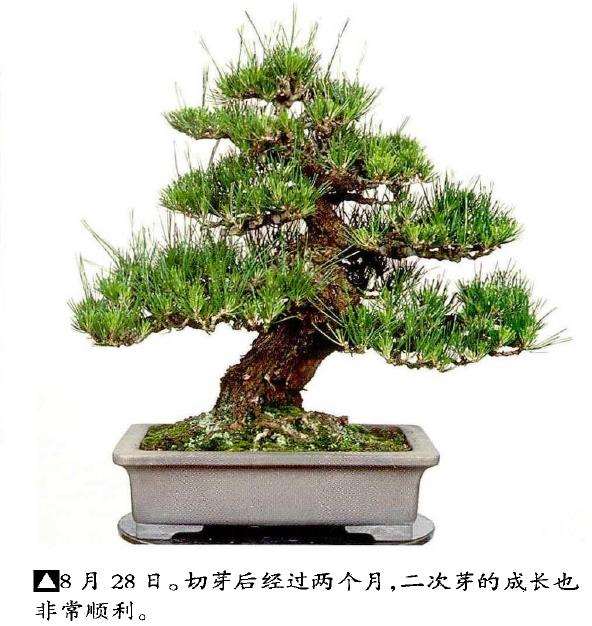 图解 半完成造型黑松盆景怎么切芽