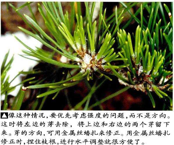 图解 半完成造型黑松盆景怎么切芽