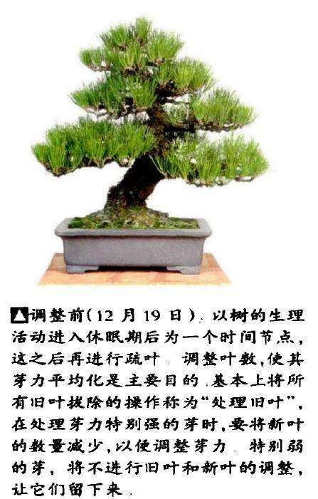 图解 半完成造型黑松盆景怎么切芽