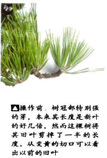 图解 半完成造型黑松盆景怎么切芽