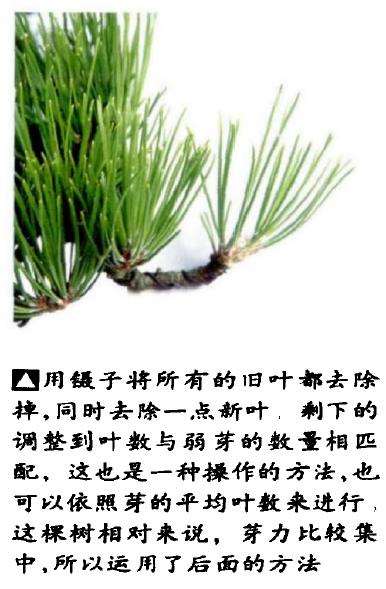 图解 半完成造型黑松盆景怎么切芽