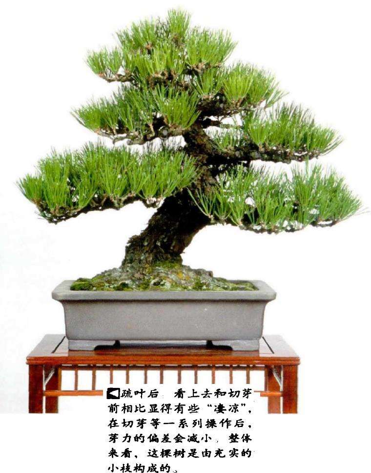 图解 半完成造型黑松盆景怎么切芽