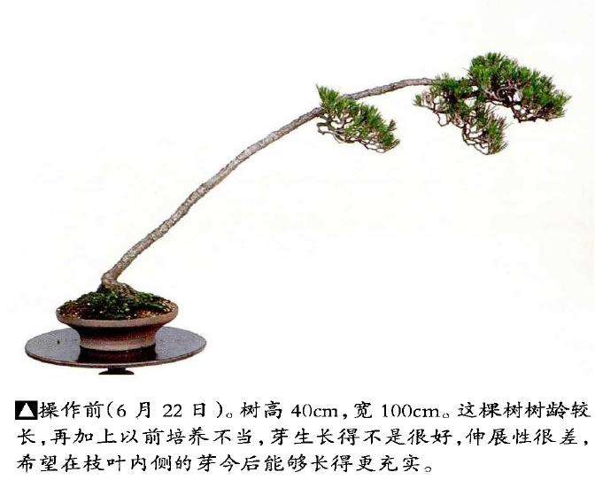 图解 文人木盆景内侧芽怎么保护的9个步骤