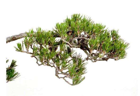 图解 文人木盆景内侧芽怎么保护的9个步骤