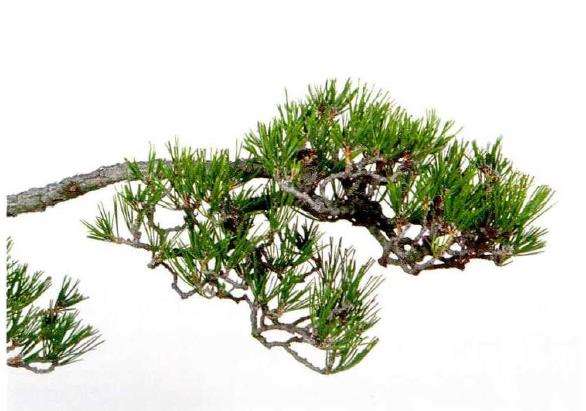 图解 文人木盆景内侧芽怎么保护的9个步骤