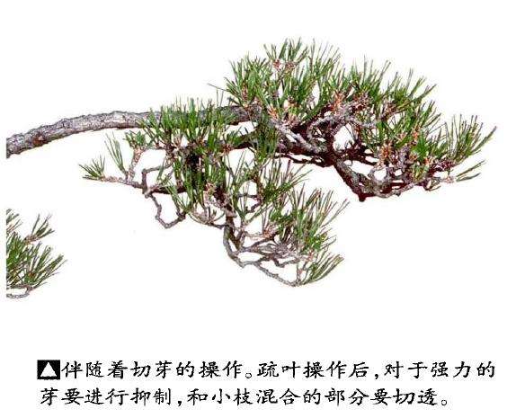 图解 文人木盆景内侧芽怎么保护的9个步骤