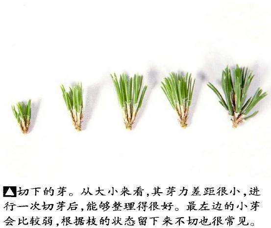 图解 文人木盆景内侧芽怎么保护的9个步骤