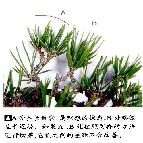 图解 文人木盆景内侧芽怎么保护的9个步骤