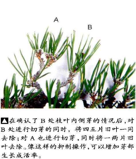 图解 文人木盆景内侧芽怎么保护的9个步骤