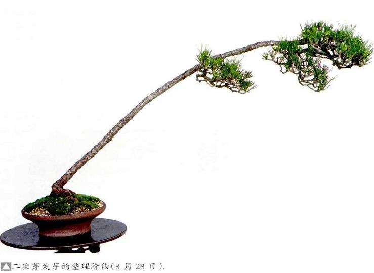 图解 文人木盆景内侧芽怎么保护的9个步骤