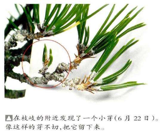 图解 文人木盆景内侧芽怎么保护的9个步骤