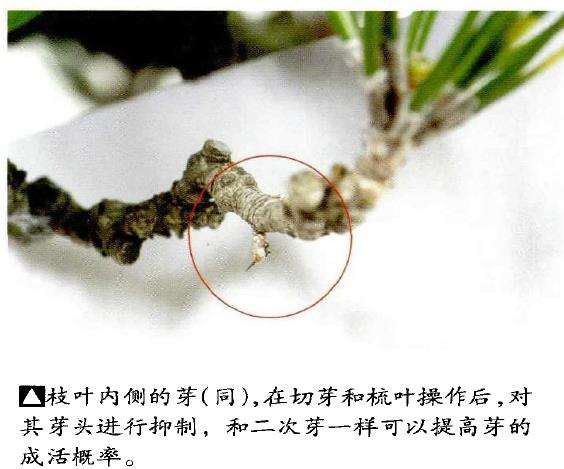 图解 文人木盆景内侧芽怎么保护的9个步骤