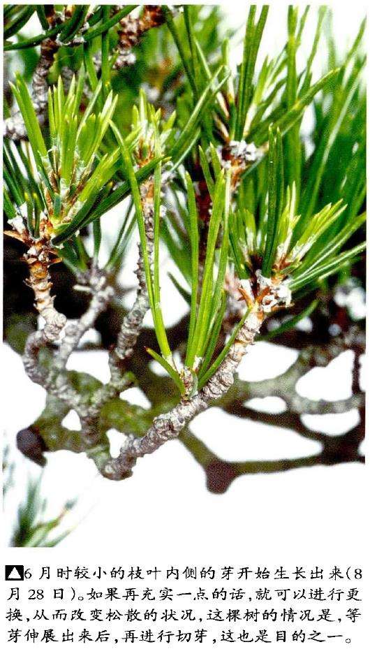 图解 文人木盆景内侧芽怎么保护的9个步骤