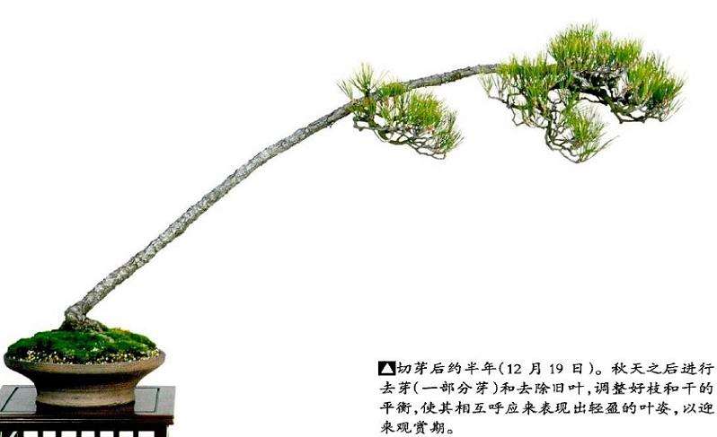 图解 文人木盆景内侧芽怎么保护的9个步骤