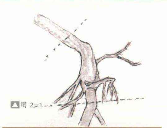 图解 雀梅怎么制作文人树盆景的方法
