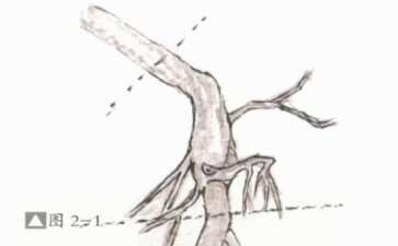 图解 雀梅怎么制作文人树盆景的方法