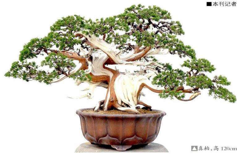 真柏盆景喜光 耐寒 亦耐瘤薄 图片