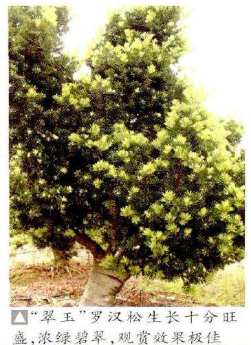 罗汉松盆景新品种 翠玉 图片