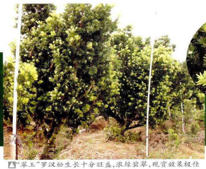 罗汉松盆景新品种 翠玉 图片