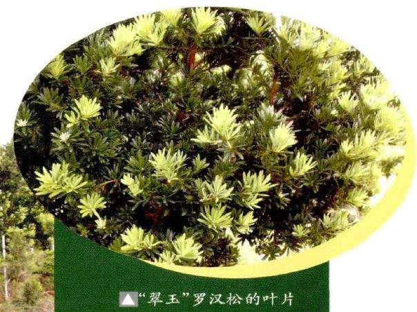 罗汉松盆景新品种 翠玉 图片