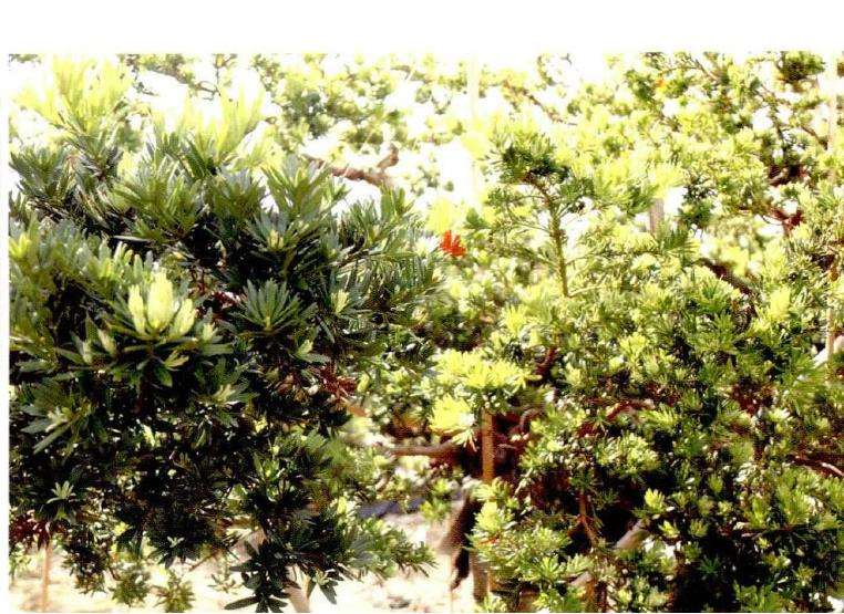 罗汉松盆景新品种 翠玉 图片